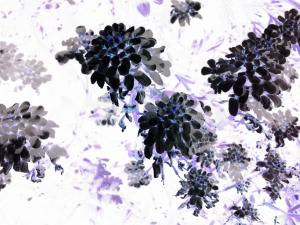 Black Blooms I Photograph By Orphelia Aristal - Black Blooms I Fine Art Prints And Posters For Sale